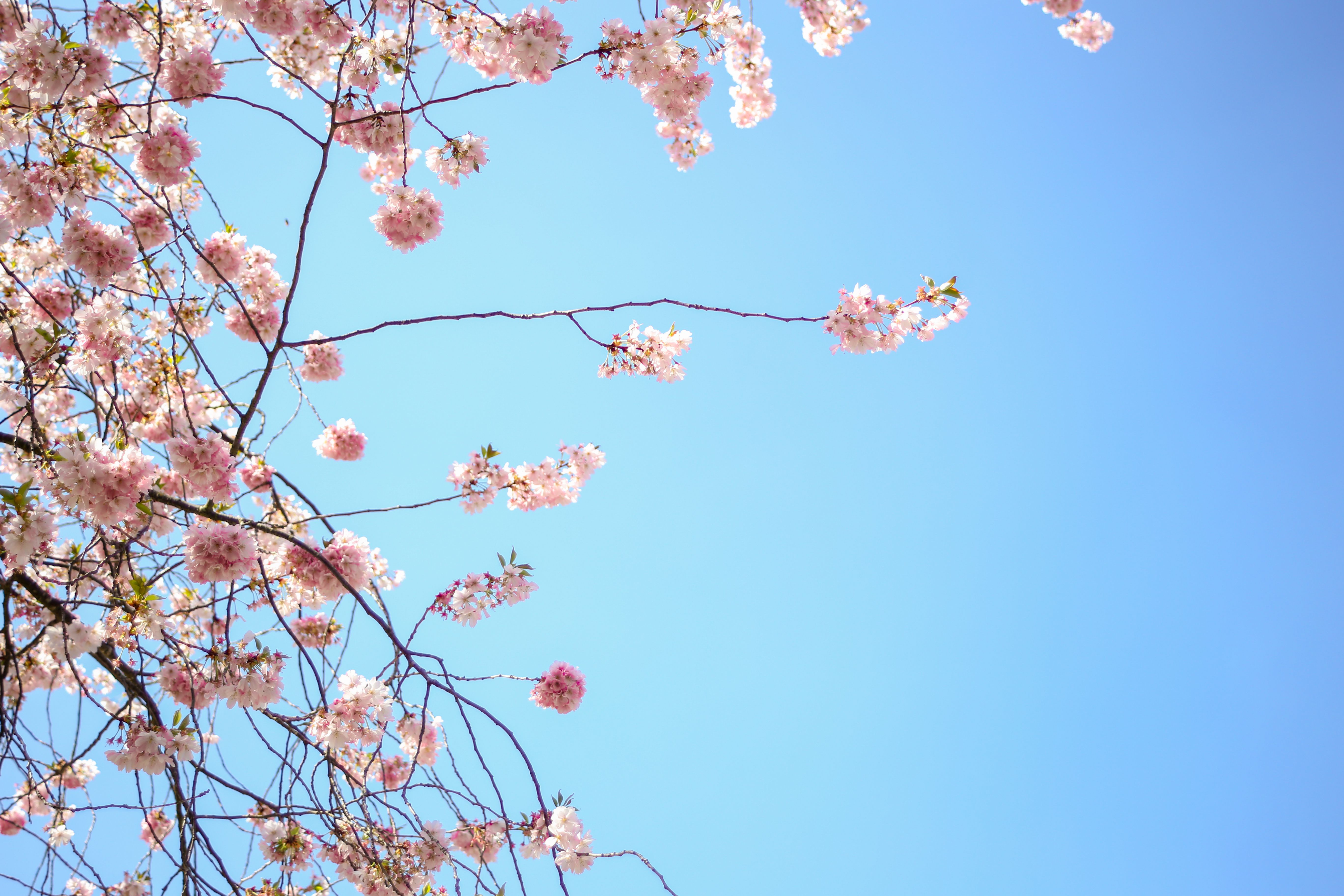 Kostenloses Foto Zum Thema Blau Blauer Himmel Bl hen
