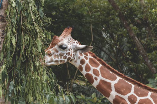 A Giraffe Eating Leaves