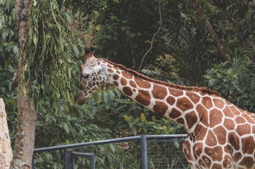 Безкоштовне стокове фото на тему «жираф, зоопарк, ссавець» стокове фото