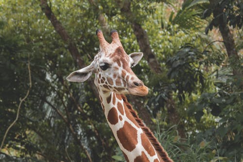 Free Close-Up Photo of a Giraffe Head Stock Photo