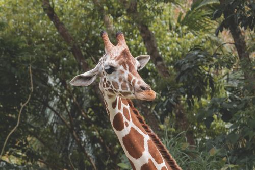 Free Close-up of a giraffe against a verdant backdrop in the wild, highlighting its distinctive long neck and unique patterns. Stock Photo