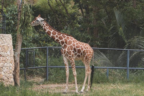 A Giraffe Standing on Green Grass Field