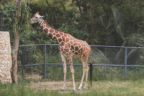 A Giraffe in a Zoo