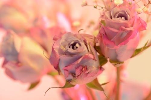バラ, ピンク, フラワーアレンジメントの無料の写真素材