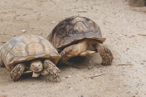 A Close-Up Shot of Tortoises