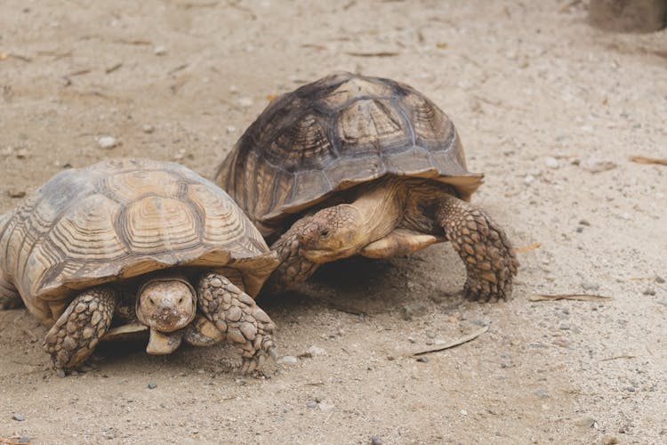 A Close-Up Shot Of Tortoises