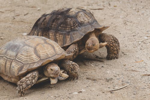 Close-Up Photo of Tortoises