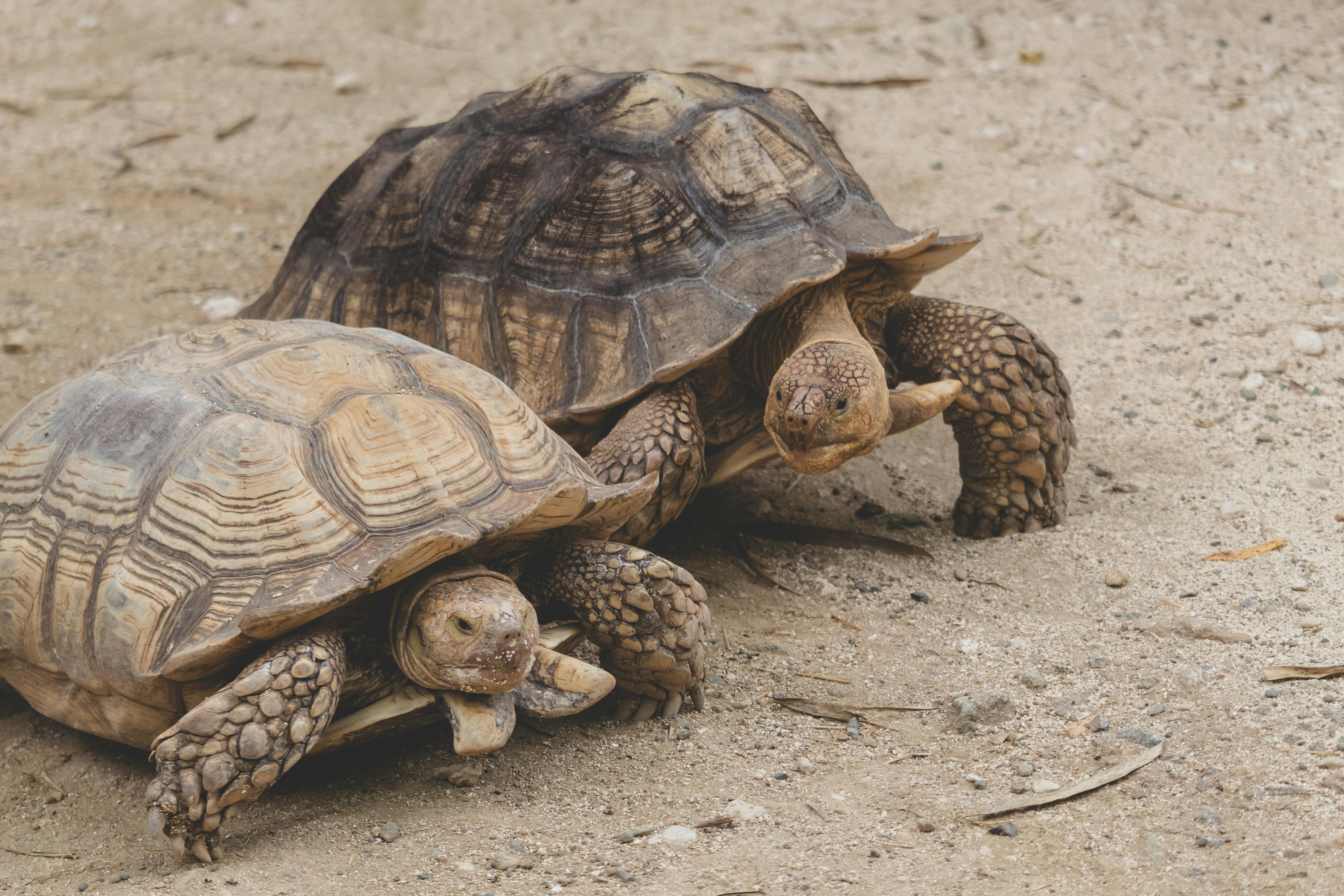 Brown Turtle on Green Grass · Free Stock Photo