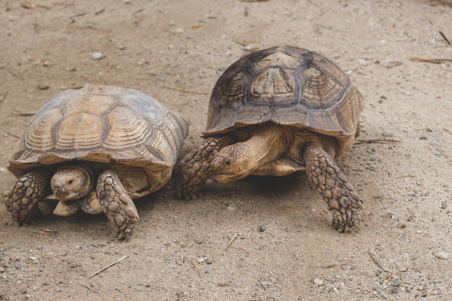 Two African spurred tortoises resting on sandy soil, showcasing their textured shells.