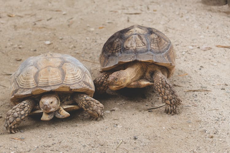 A Close-Up Shot Of Tortoises