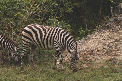 Zebras Grazing on Grass