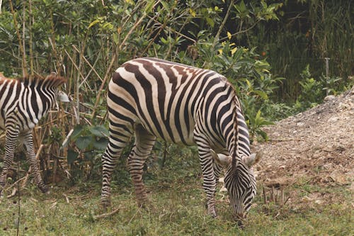 A Zebra Grazing on Grass