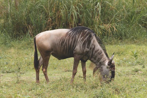 A Wildebeest Grazing on Grass