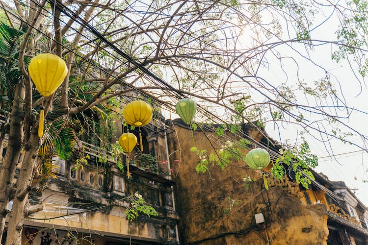 Paper Lanterns Hanging On Tree