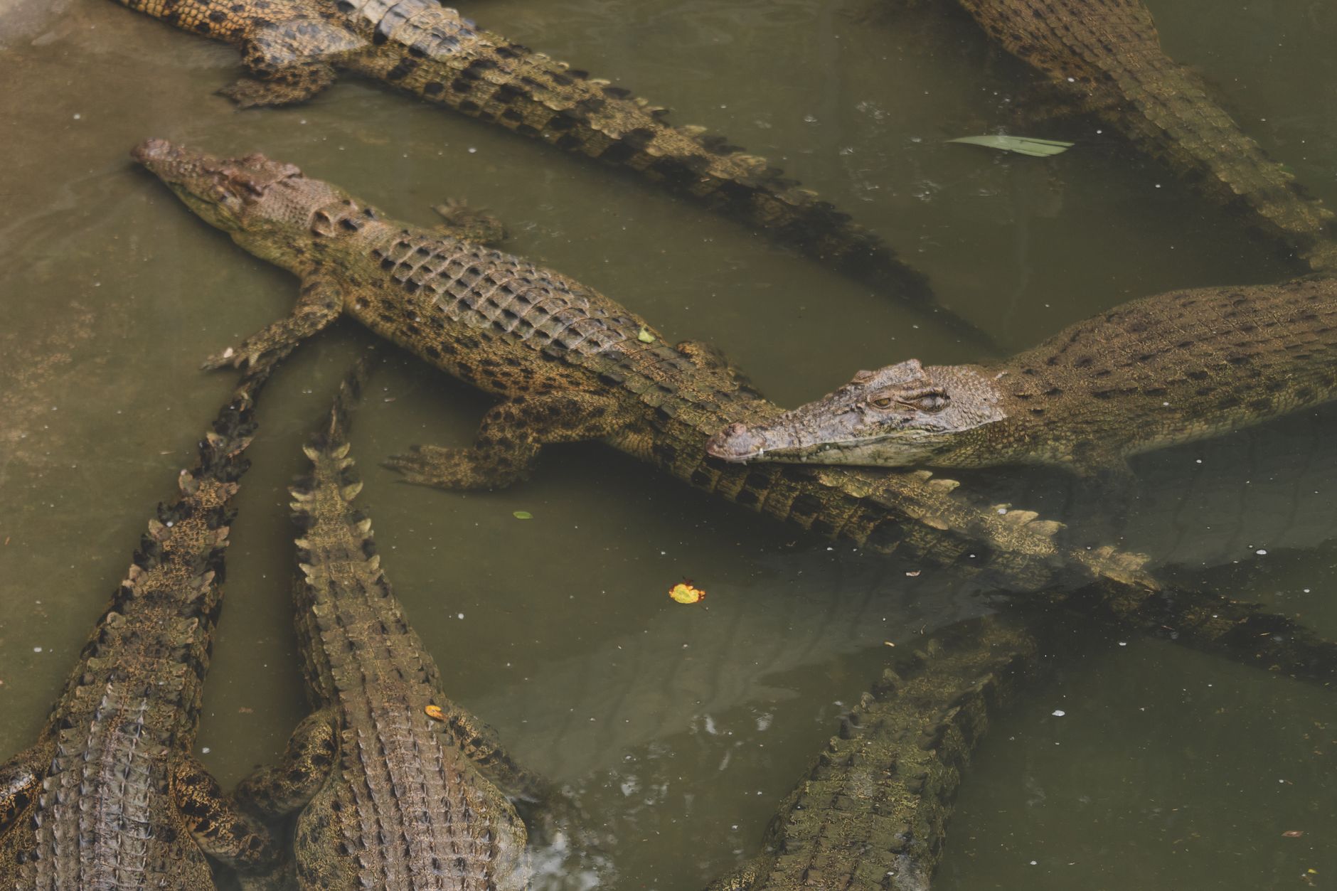 Group of crocodiles swimming in a murky swamp, showcasing their natural habitat.