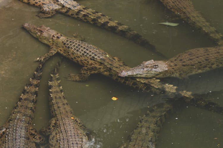 A Group Of Crocodiles On Green Water