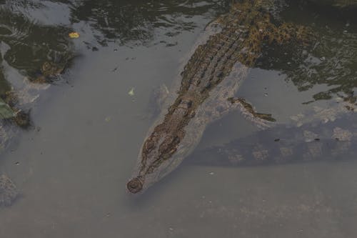 Free A Crocodile on Water Stock Photo
