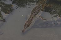 Brown Crocodile on Water