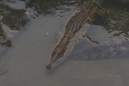 Free Crocodile partially submerged in swamp water, showcasing its camouflage in natural habitat. Stock Photo