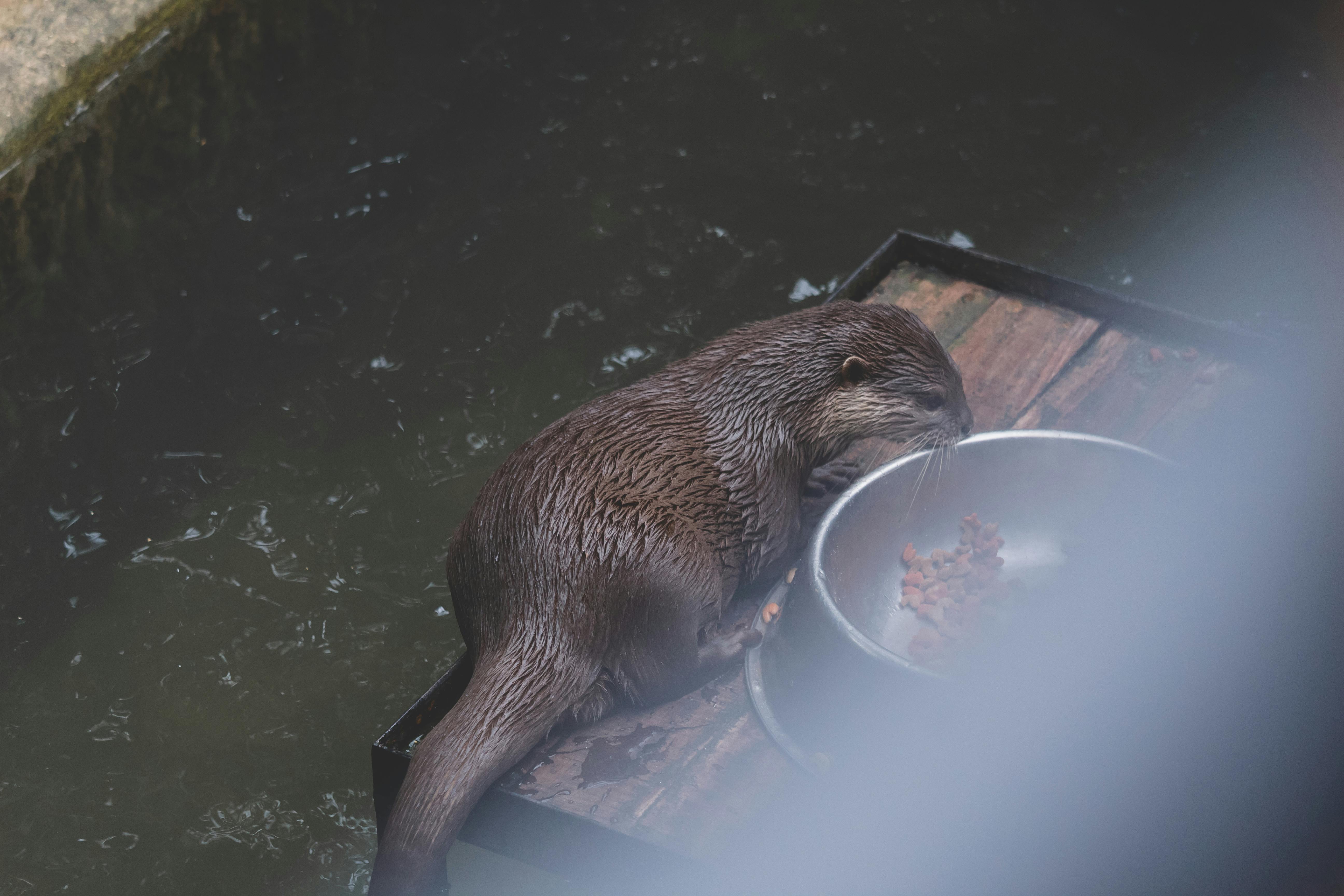 Free stock photo of animal, animal photography, close up