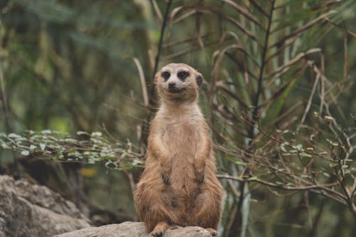 Free A Meerkat Sitting on a Rock Stock Photo