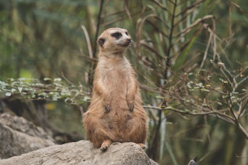 Free A Meerkat Sitting on a Rock
 Stock Photo