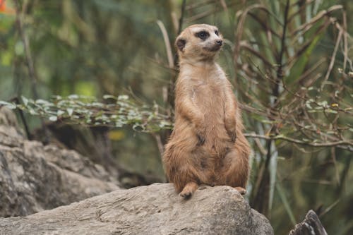 A Meerkat Sitting on a Rock
