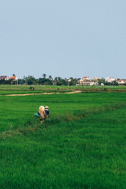 Two People Walking on Green Rice Field