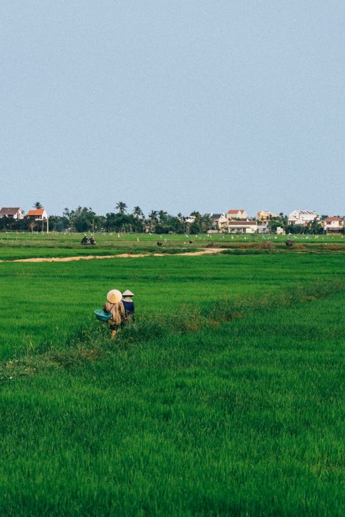 Free Farmers working in a lush green rice field under a clear sky with distant village view. Stock Photo