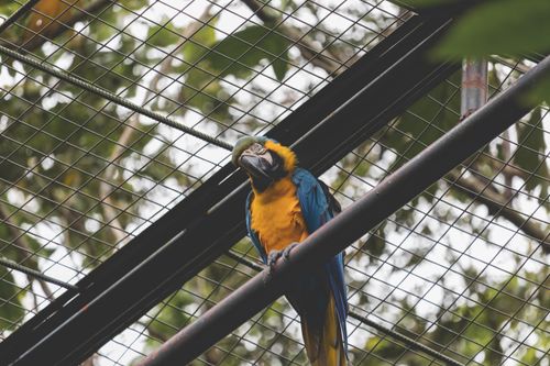 Free Colorful macaw parrot perched in an enclosure surrounded by lush greenery. Stock Photo