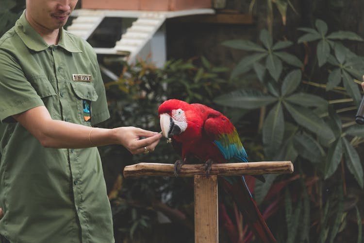 Man Feeding A Parrot