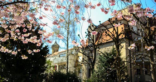 Free stock photo of blossom, blue sky, branches