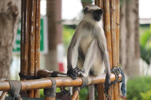 Ingyenes stockfotó állat, állatfotók, emberszabású majom témában