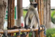 Black and White Monkey on Brown Wooden Fence