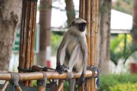Black and White Monkey on Brown Wooden Fence