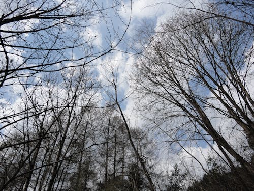 Free stock photo of alberi spogli, branches, cielo