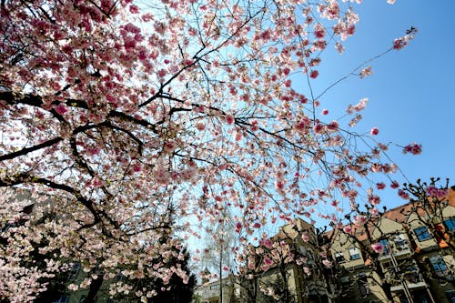 Free stock photo of blossom, blue sky, blume