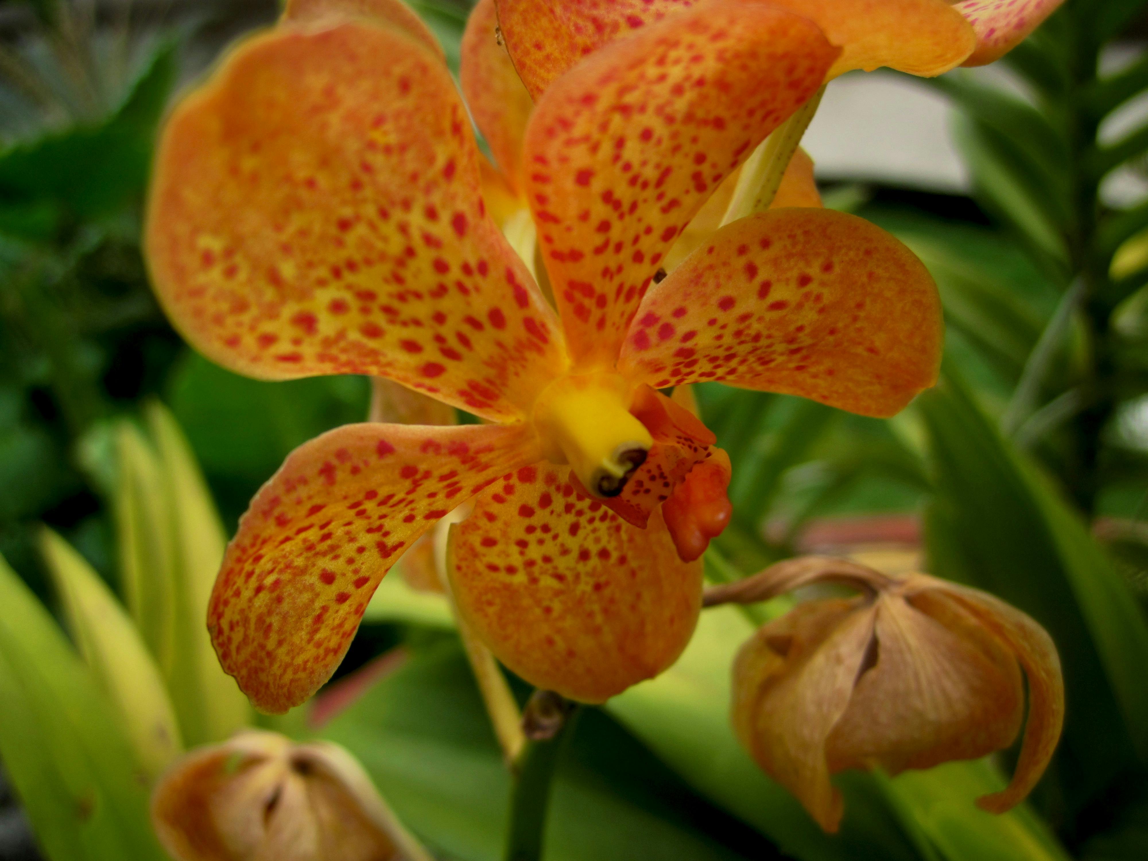 Free stock photo of flower, orange, orchid