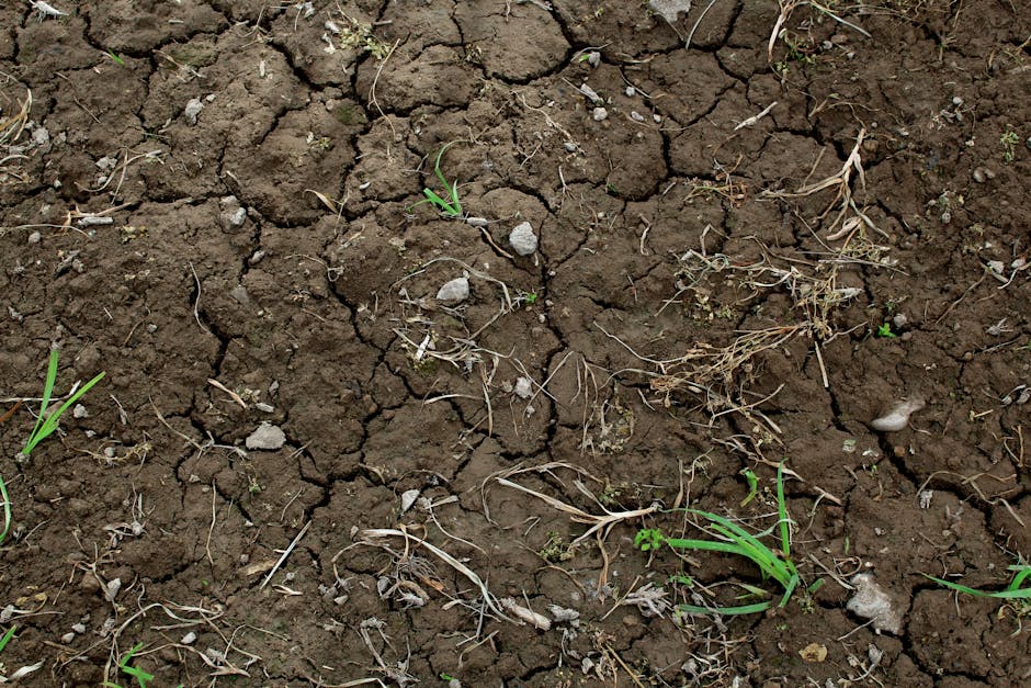 Green Grass on Dry Brown Soil