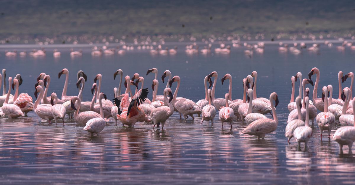 Lake Eyasi