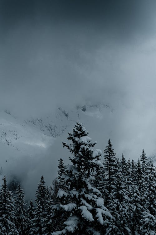 Spruces in Foggy Mountains in Winter