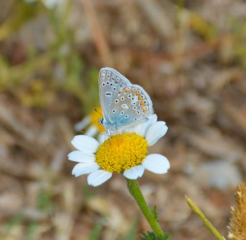 Close-Up Shot of a Butterfly Perched on a Daisy