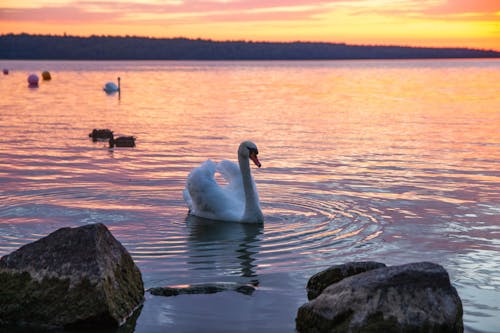 Fotobanka s bezplatnými fotkami na tému biela, Dánsko, forrest