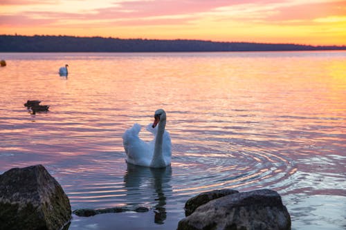 Kostnadsfri bild av ankor, ankungar, ankunge