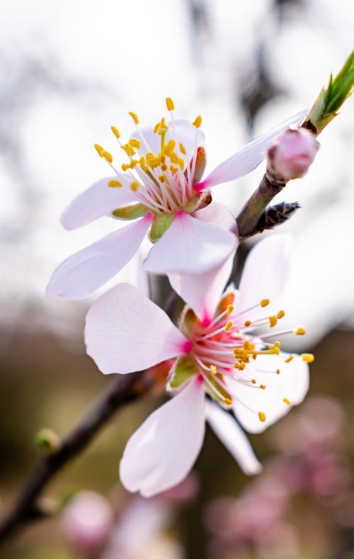 A Close-Up Shot of Almond Tree Flowers