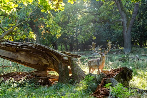 Fotobanka s bezplatnými fotkami na tému cicavce, cicavec, dyrehaven