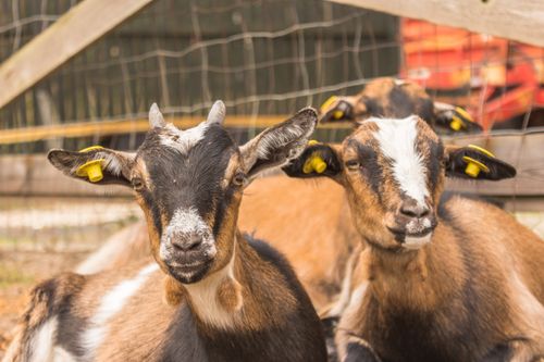 Free Charming close-up of goats with ear tags on a Danish farm. Stock Photo