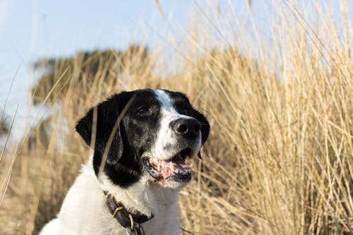 Close-Up Shot of a Black and White Dog on a Grassy Field