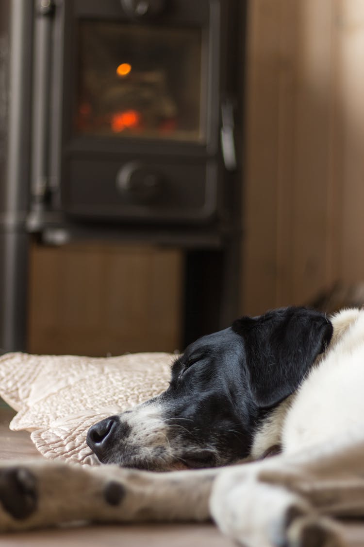 A Dog Sleeping By The Fireplace 