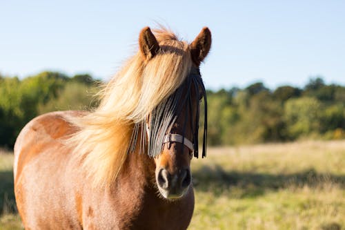 
A Close-Up Shot of a Brown Horse